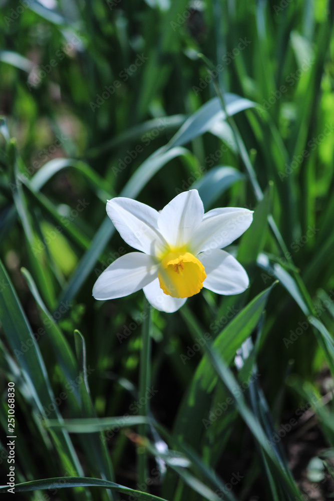 White daffodil in the garden. Copy space. Place for text. Green background White daffodil in the garden. Copy space. Place for text. Green background
