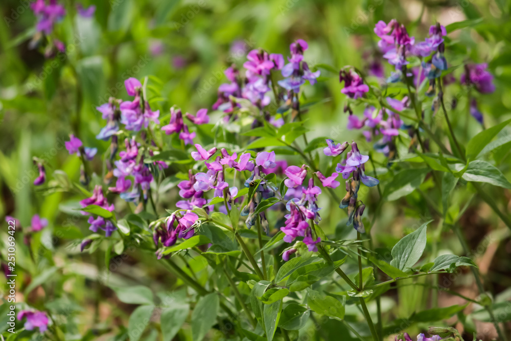 The early spring. First flowers. The early spring. First flowers.