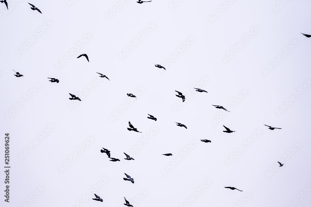 Flying birds. Black doves Flying birds. Black doves