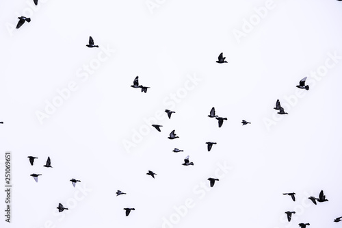 flock of birds flying in the sky. White background. © Lena