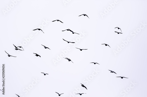 Flying birds on the white background