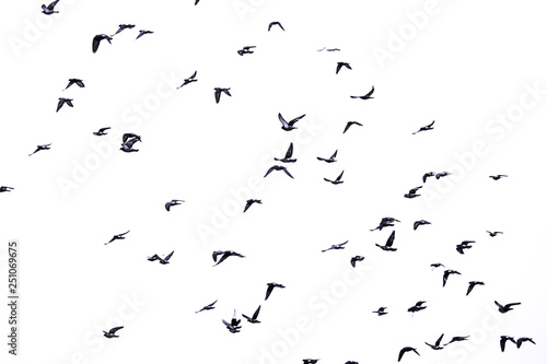 flock of birds flying in the sky. White background.