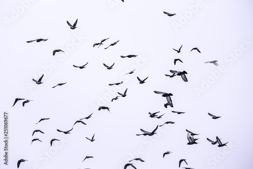 flock of birds flying in the sky. White background.