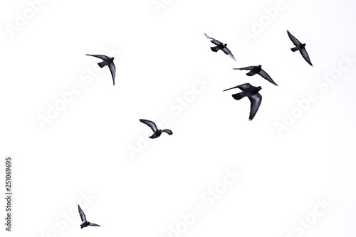 Flying birds. White background.