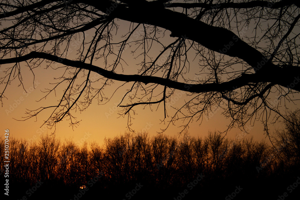 Obraz premium Silhouette of a tree in the background of a fiery sunset