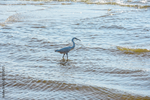 bird  seagull  sea  water  beach  gull  nature  