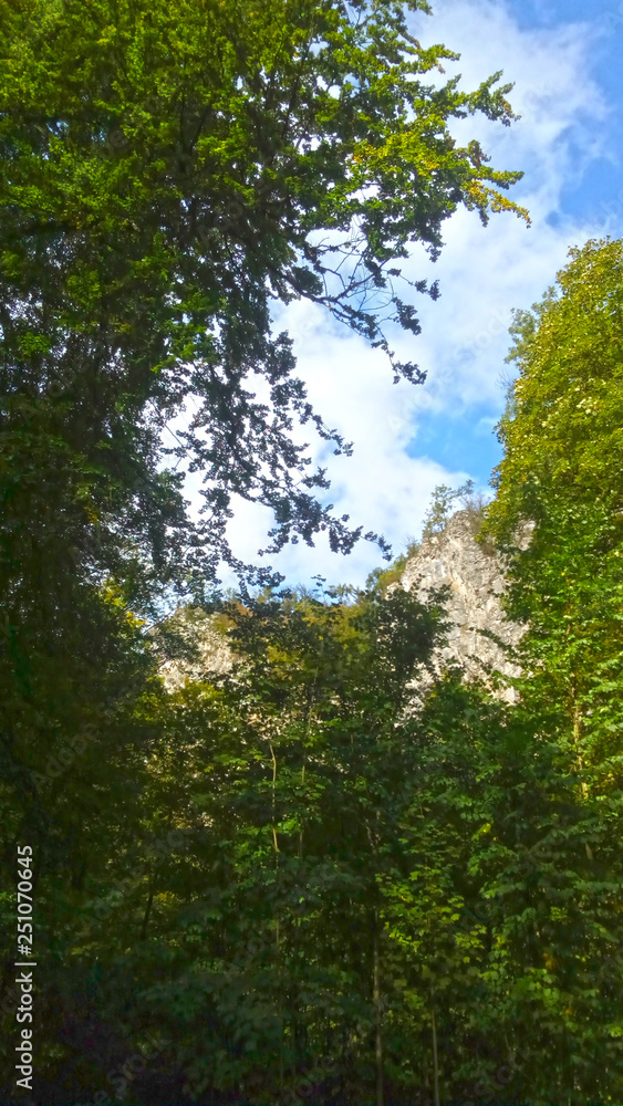 Fototapeta premium trees and blue sky