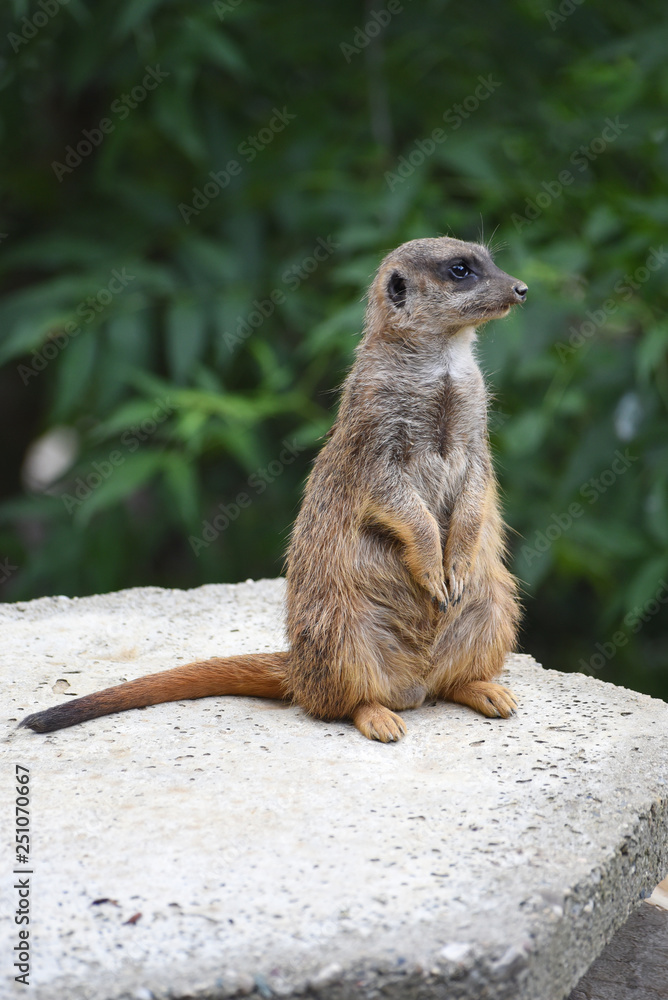 Fototapeta premium meerkat on guard
