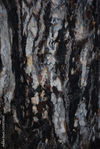 Charred pine bark