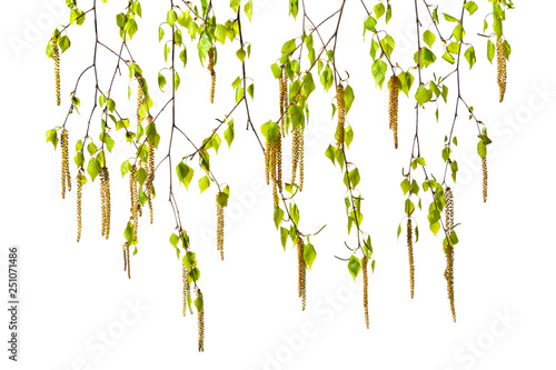 Birch twigs with catkins on a white background