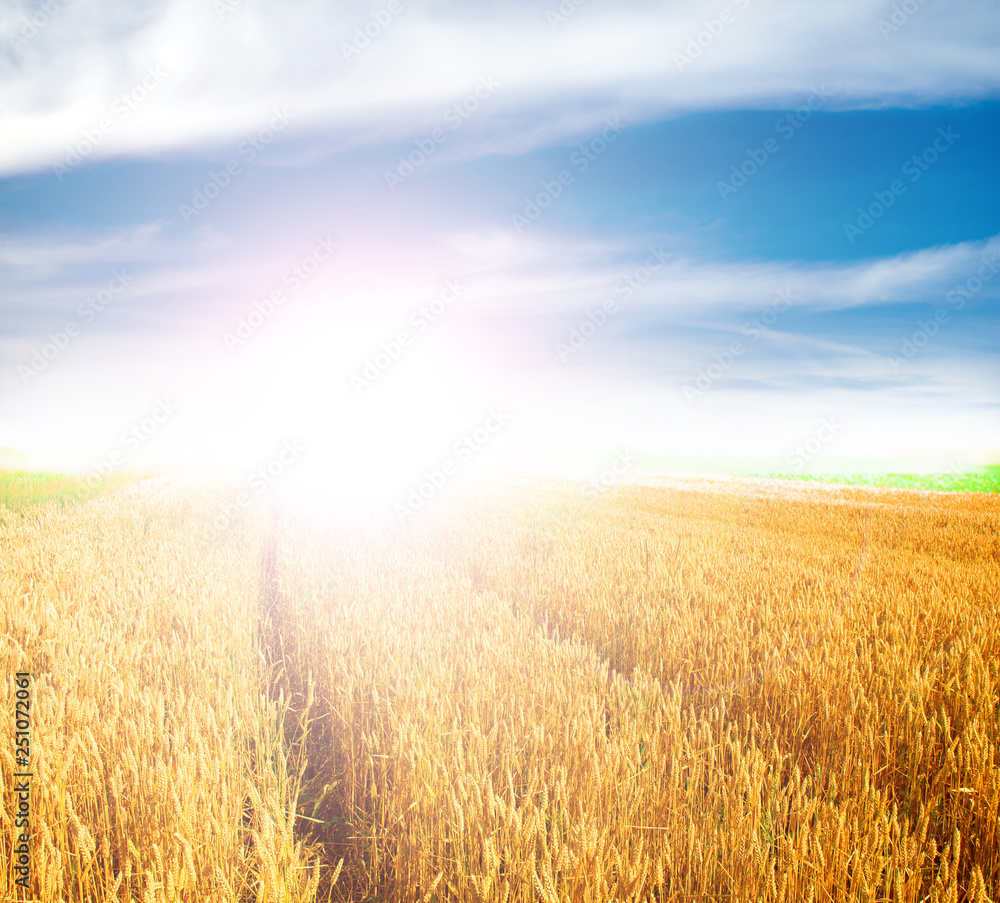 Wheat field against a blue sky