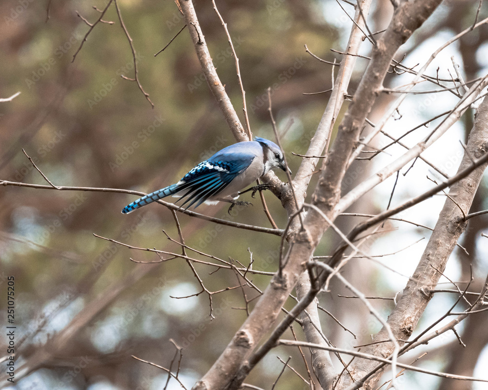 Bluejay Jumping Bluejay Jumping