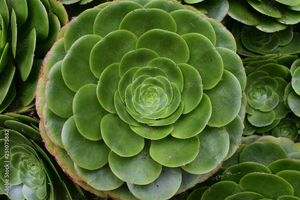 Fototapeta premium Round hen and chicks succulents 
