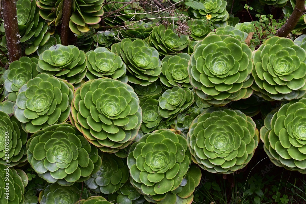 Round hen and chicks succulents Round hen and chicks succulents