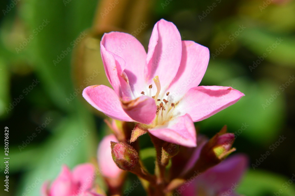 Pink cactus flower on green background, macro Pink cactus flower on green background, macro