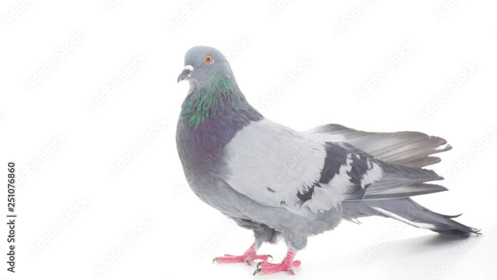 Dove bird on white background isolated Dove bird on white background isolated
