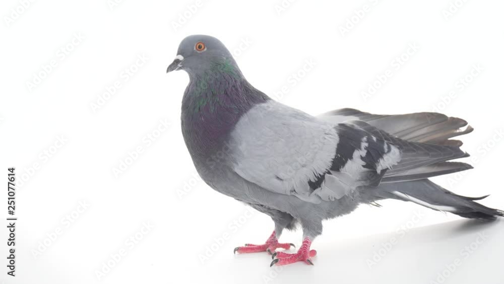 Dove bird on white background isolated Dove bird on white background isolated