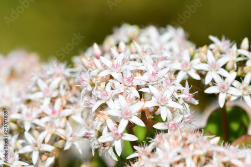 Crassula ovata flowers in bloom photo