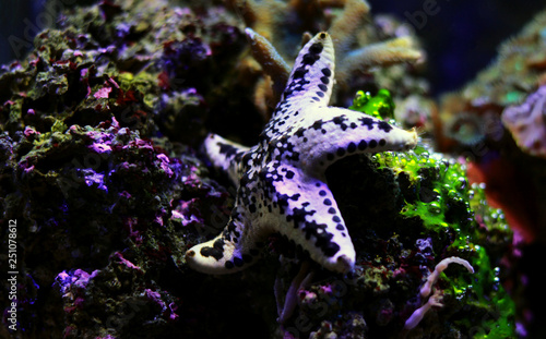 Cake sea star - Anthenea aspera 