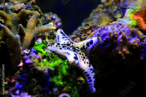 Cake sea star - Anthenea aspera  © Kolevski.V