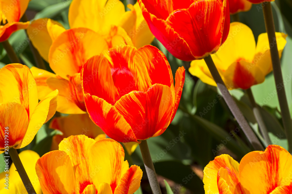 Tulips of the Andre Citroen species. Tulips of the Andre Citroen species.