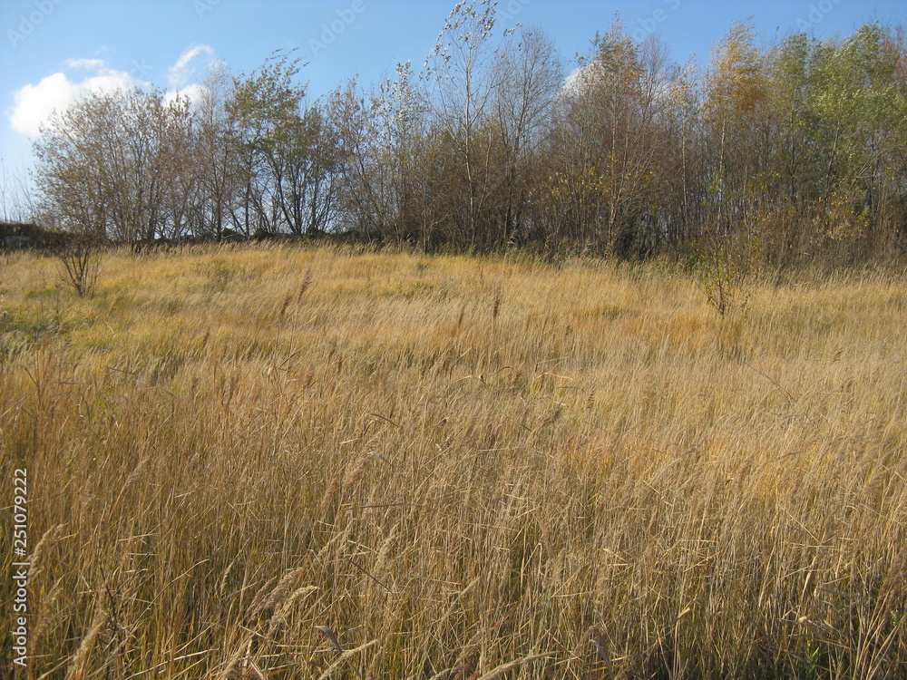 otono ruso un dia maravilloso con arboles hierba amarillo y cielo azul otono ruso un dia maravilloso con arboles hierba amarillo y cielo azul