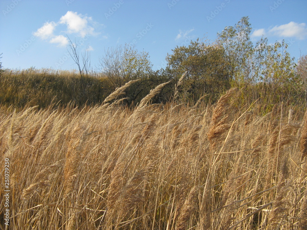 Obraz premium otono ruso un dia maravilloso con arboles hierba amarillo espiguillas de hierba amarilla