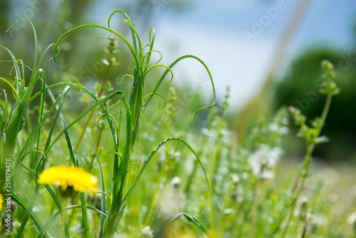 Overgrown weeds in a meadow