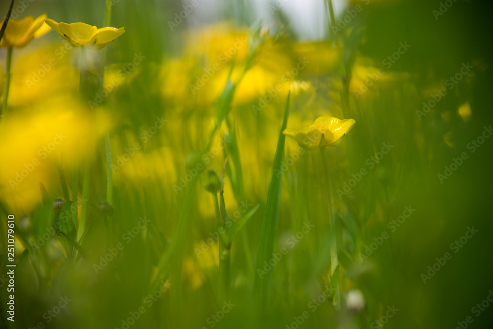 Fototapeta premium Dreamy field of yellow field flowers in green grass