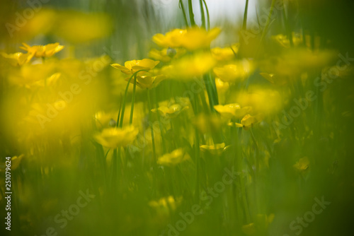 Fototapeta Naklejka Na Ścianę i Meble -  Field of yellow buttercup flowers. Blurry tall green grass