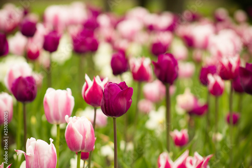 Fototapeta Naklejka Na Ścianę i Meble -  Purple and Pink Tulips