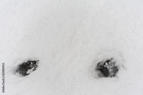 Raccoon tracks in the snow