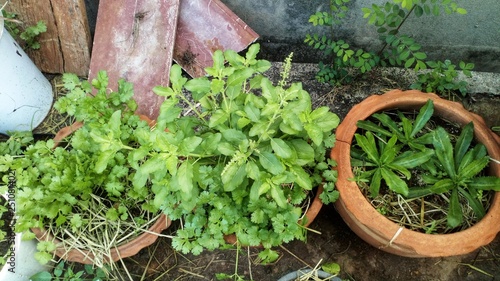 Vegetable... coriander, basil, parsley .. grown in clay pots To eat in the household.