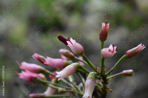 Fototapeta Naklejka Na Ścianę i Meble -  Tiny pink flowers on nature