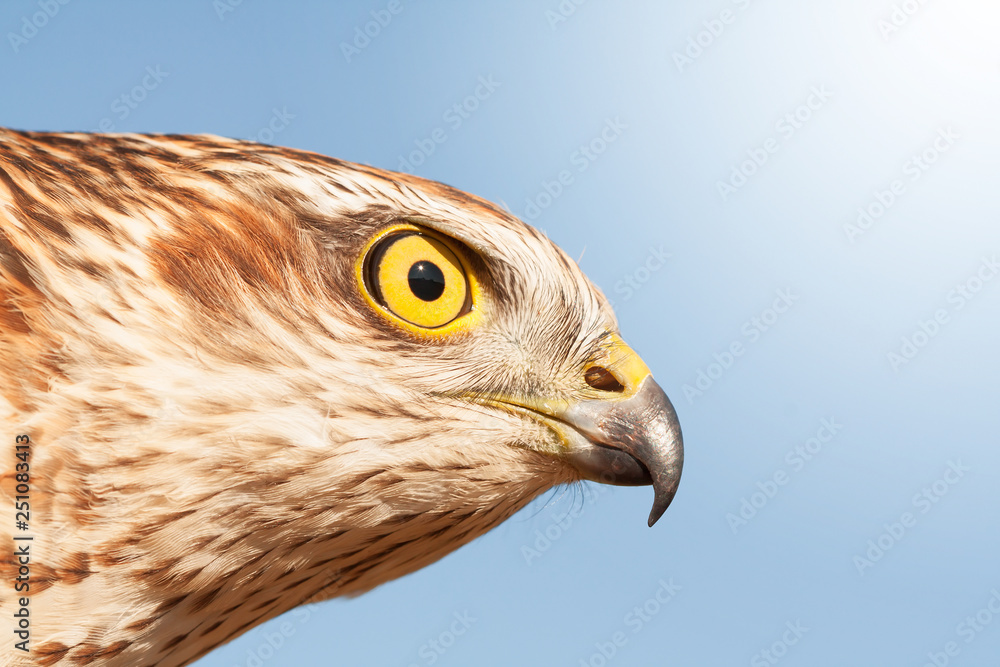 Fototapeta premium sparrow hawk