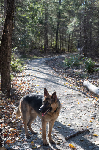 trail dog