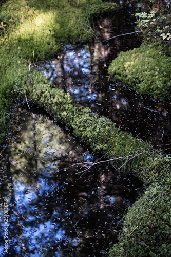mossy pond