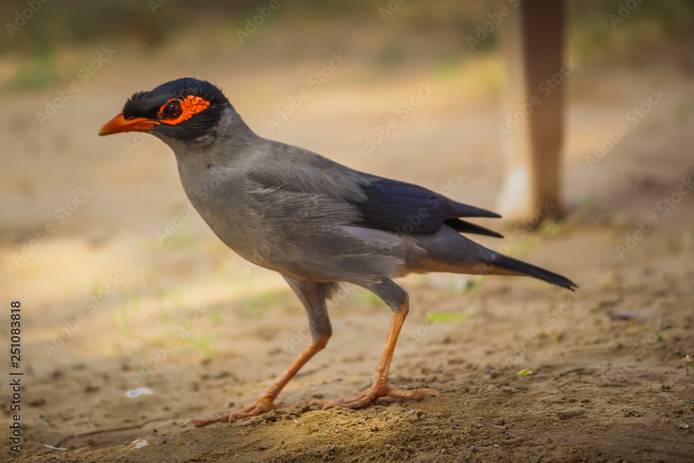 Common myna bird on ground Common myna bird on ground