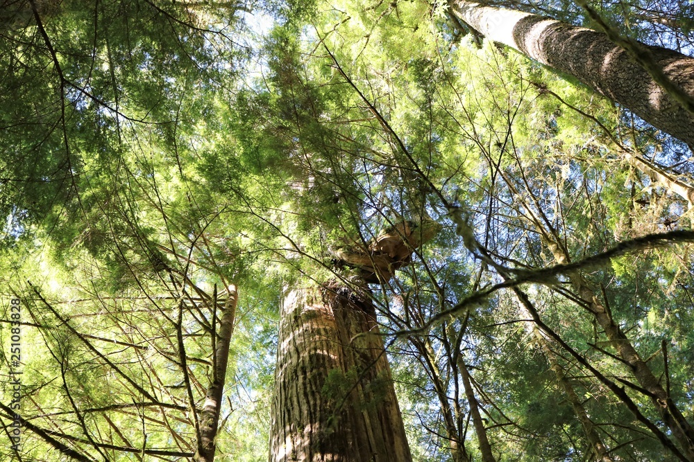 Fototapeta premium Old Growth Red Cedar