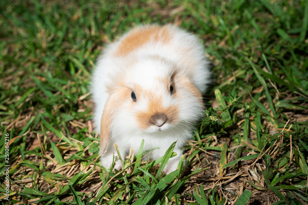 Fototapeta premium Bunny on Grass