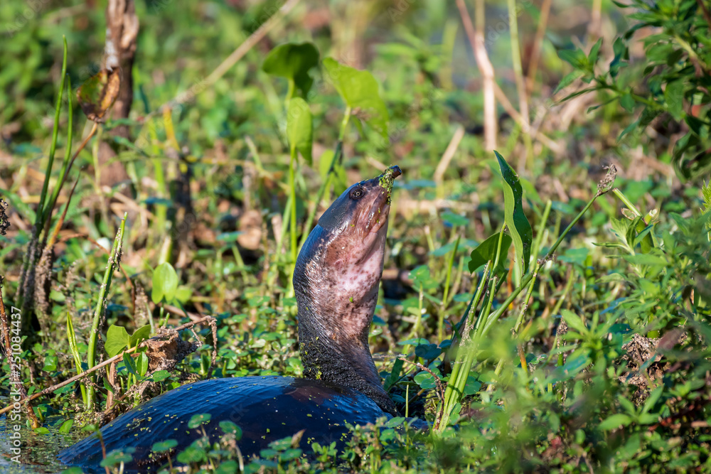 Soft shell turtle in the marsh Soft shell turtle in the marsh