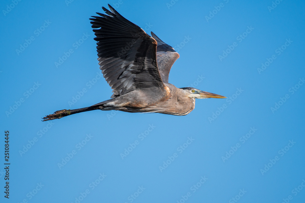 Fototapeta premium great blue heron in flight
