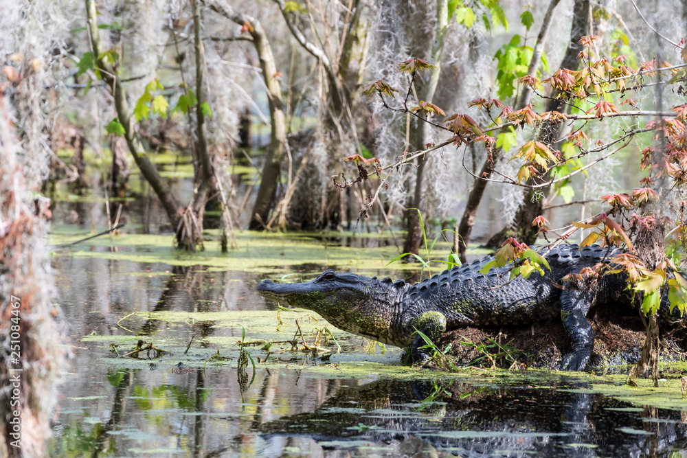 Alligator sunning Alligator sunning