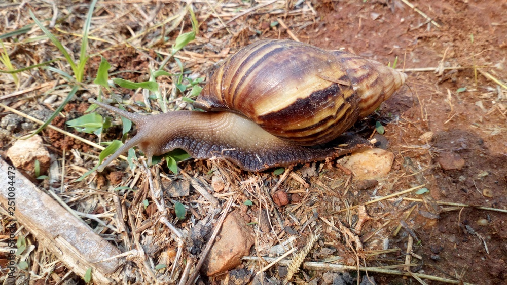 Snails are walking on the ground with dry grass .. in the sunny daytime. Snails are walking on the ground with dry grass .. in the sunny daytime.