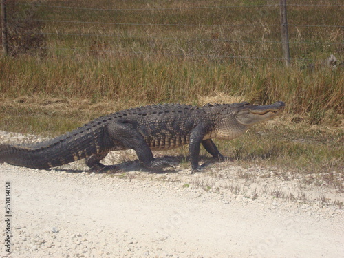 Alligator Walking