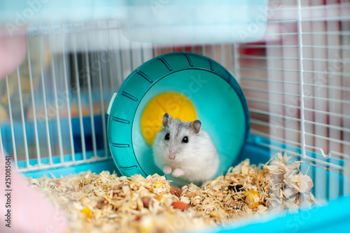 funny white hamster in a cage in a turquoise bright wheel, sawdust on the floor