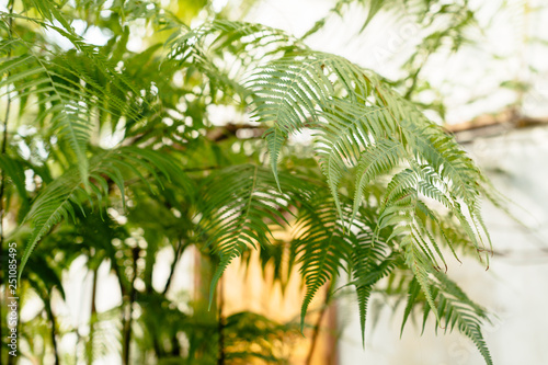 Photo of fern leaves in greenhouse/ tropical plants, glasshouse with evergreen plants, spore-bearing and gymnosperm, indoor orangery, botanical garden, selective focus, Matteuccia, eco concept.