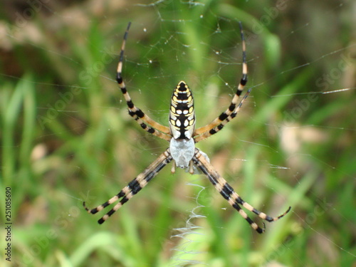 Black & Yellow Argiope