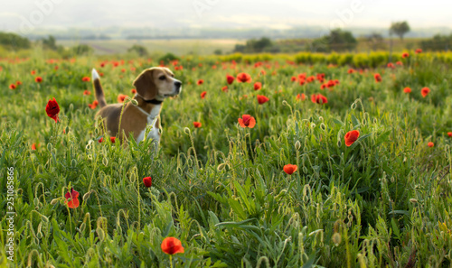 Unfocused beagle dog on a meadow of wild flowers and poppies