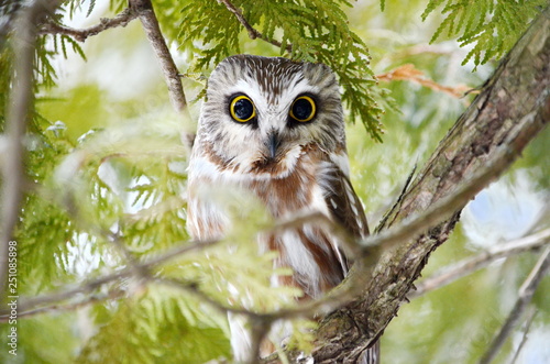 Northern Saw-whet Owl in the wild